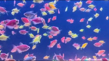 Renkli balıkların olduğu güzel bir tatlı su akvaryumu. Bir sürü balıklı tatlı su akvaryumu. Güzel akvaryum manzarası. Aqua uzay görüntüleri