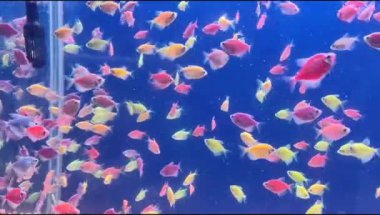 Renkli balıkların olduğu güzel bir tatlı su akvaryumu. Bir sürü balıklı tatlı su akvaryumu. Güzel akvaryum manzarası. Aqua uzay görüntüleri