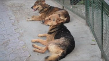 Harika yiyecekler arayan sokak köpeği, Eski Delhi bölgesinde köpek Yeni Delhi 'de Chandni Chowk, Hindistan' da, Delhi Sokak Fotoğrafçılığı