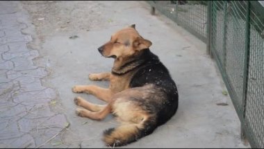Harika yiyecekler arayan sokak köpeği, Eski Delhi bölgesinde köpek Yeni Delhi 'de Chandni Chowk, Hindistan' da, Delhi Sokak Fotoğrafçılığı