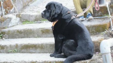 Harika yiyecekler arayan sokak köpeği, Eski Delhi bölgesinde köpek Yeni Delhi 'de Chandni Chowk, Hindistan' da, Delhi Sokak Fotoğrafçılığı