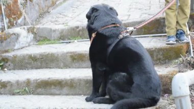 Harika yiyecekler arayan sokak köpeği, Eski Delhi bölgesinde köpek Yeni Delhi 'de Chandni Chowk, Hindistan' da, Delhi Sokak Fotoğrafçılığı