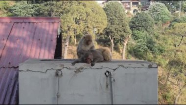 Maymun Kasauli 'de alışveriş merkezinde, Himachal Pradesh' te, Hindistan 'da, Maymun akşam vakti ailesiyle iyi vakit geçiriyor.