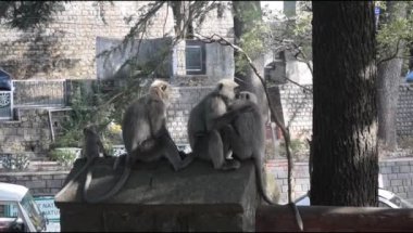 Maymun Kasauli 'de alışveriş merkezinde, Himachal Pradesh' te, Hindistan 'da, Maymun akşam vakti ailesiyle iyi vakit geçiriyor.