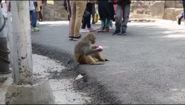 Maymun Kasauli 'de alışveriş merkezinde, Himachal Pradesh' te, Hindistan 'da, Maymun akşam vakti ailesiyle iyi vakit geçiriyor.