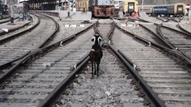 Kathgodam tren istasyonu sabah saatlerinde, Kathgodam tren istasyonu videosu, Kathgodam, Hindistan tren istasyonu tam görüş.