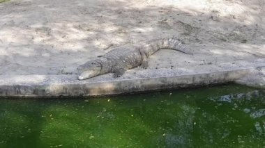 Timsah, Delhi Hayvanat Bahçesi 'nde gün ışığında dinleniyor. Timsah, büyük hayvanat bahçesindeki su birikintisinin yanında dinleniyor.