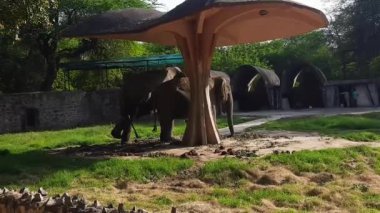 Delhi Hayvanat Bahçesi 'ndeki Büyük Vahşi Filler, Büyük Hayvanat Bahçesi' ndeki Fil Barınağı