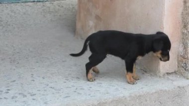 Orchha, Madhya Pradesh, Hindistan Kraliyet Cenotapları 'ndaki siyah köpek yavrusu yavrusu. Güzel siyah köpek yavrusu. Tropikal doğanın erken doğasındaki siyah köpek yavrusu.