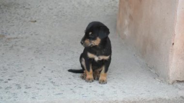 Orchha, Madhya Pradesh, Hindistan Kraliyet Cenotapları 'ndaki siyah köpek yavrusu yavrusu. Güzel siyah köpek yavrusu. Tropikal doğanın erken doğasındaki siyah köpek yavrusu.