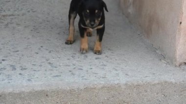 Orchha, Madhya Pradesh, Hindistan Kraliyet Cenotapları 'ndaki siyah köpek yavrusu yavrusu. Güzel siyah köpek yavrusu. Tropikal doğanın erken doğasındaki siyah köpek yavrusu.