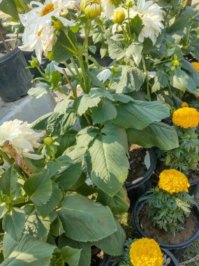 Her yıl Delhi NCR 'de düzenlenen Noida Çiçek Fuarı' nda gösterilen çok renkli güzel çiçekler, her yıl düzenlenen çiçek fuarında taze çiçekler ve yeşil bitkiler.