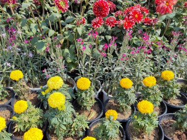 Her yıl Delhi NCR 'de düzenlenen Noida Çiçek Fuarı' nda gösterilen çok renkli güzel çiçekler, her yıl düzenlenen çiçek fuarında taze çiçekler ve yeşil bitkiler.