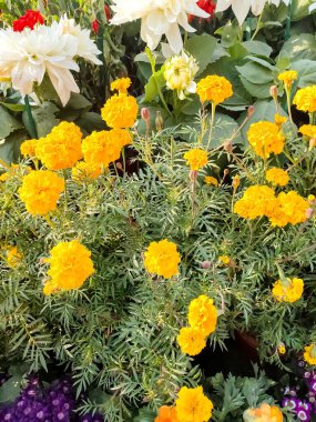 Her yıl Delhi NCR 'de düzenlenen Noida Çiçek Fuarı' nda gösterilen çok renkli güzel çiçekler, her yıl düzenlenen çiçek fuarında taze çiçekler ve yeşil bitkiler.