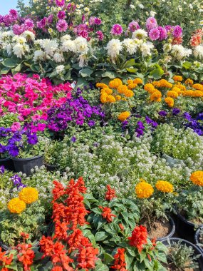 Her yıl Delhi NCR 'de düzenlenen Noida Çiçek Fuarı' nda gösterilen çok renkli güzel çiçekler, her yıl düzenlenen çiçek fuarında taze çiçekler ve yeşil bitkiler.