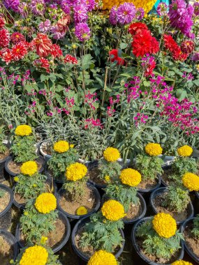 Her yıl Delhi NCR 'de düzenlenen Noida Çiçek Fuarı' nda gösterilen çok renkli güzel çiçekler, her yıl düzenlenen çiçek fuarında taze çiçekler ve yeşil bitkiler.