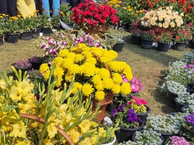 Her yıl Delhi NCR 'de düzenlenen Noida Çiçek Fuarı' nda gösterilen çok renkli güzel çiçekler, her yıl düzenlenen çiçek fuarında taze çiçekler ve yeşil bitkiler.