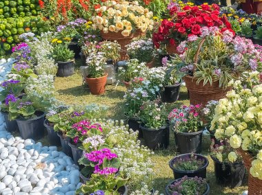 Her yıl Delhi NCR 'de düzenlenen Noida Çiçek Fuarı' nda gösterilen çok renkli güzel çiçekler, her yıl düzenlenen çiçek fuarında taze çiçekler ve yeşil bitkiler.