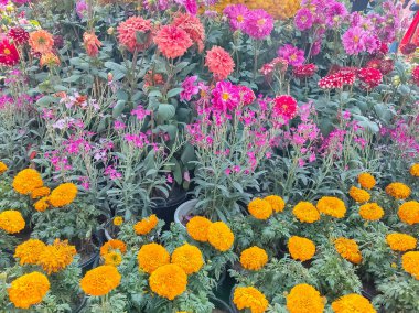 Her yıl Delhi NCR 'de düzenlenen Noida Çiçek Fuarı' nda gösterilen çok renkli güzel çiçekler, her yıl düzenlenen çiçek fuarında taze çiçekler ve yeşil bitkiler.