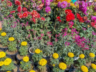 Her yıl Delhi NCR 'de düzenlenen Noida Çiçek Fuarı' nda gösterilen çok renkli güzel çiçekler, her yıl düzenlenen çiçek fuarında taze çiçekler ve yeşil bitkiler.