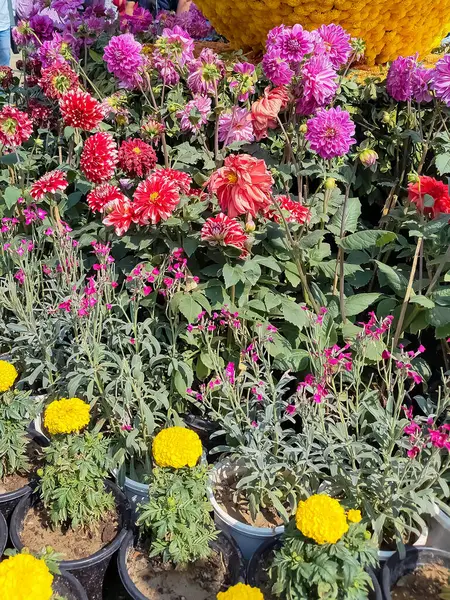 Her yıl Delhi NCR 'de düzenlenen Noida Çiçek Fuarı' nda gösterilen çok renkli güzel çiçekler, her yıl düzenlenen çiçek fuarında taze çiçekler ve yeşil bitkiler.