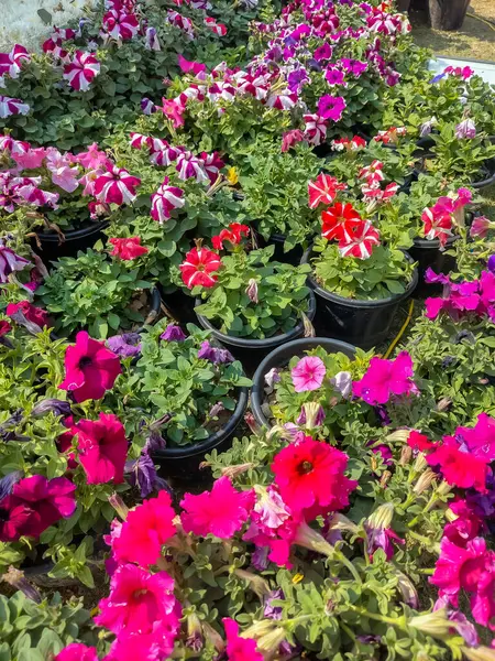 Her yıl Delhi NCR 'de düzenlenen Noida Çiçek Fuarı' nda gösterilen çok renkli güzel çiçekler, her yıl düzenlenen çiçek fuarında taze çiçekler ve yeşil bitkiler.