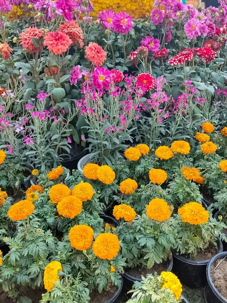 Her yıl Delhi NCR 'de düzenlenen Noida Çiçek Fuarı' nda gösterilen çok renkli güzel çiçekler, her yıl düzenlenen çiçek fuarında taze çiçekler ve yeşil bitkiler.