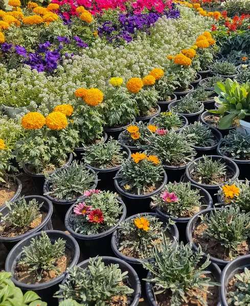 Her yıl Delhi NCR 'de düzenlenen Noida Çiçek Fuarı' nda gösterilen çok renkli güzel çiçekler, her yıl düzenlenen çiçek fuarında taze çiçekler ve yeşil bitkiler.