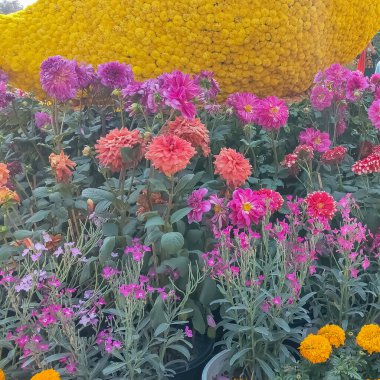 Her yıl Delhi NCR 'de düzenlenen Noida Çiçek Fuarı' nda gösterilen çok renkli güzel çiçekler, her yıl düzenlenen çiçek fuarında taze çiçekler ve yeşil bitkiler.