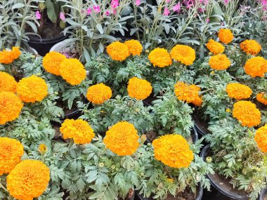 Her yıl Delhi NCR 'de düzenlenen Noida Çiçek Fuarı' nda gösterilen çok renkli güzel çiçekler, her yıl düzenlenen çiçek fuarında taze çiçekler ve yeşil bitkiler.