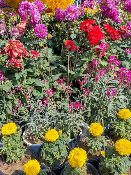 Her yıl Delhi NCR 'de düzenlenen Noida Çiçek Fuarı' nda gösterilen çok renkli güzel çiçekler, her yıl düzenlenen çiçek fuarında taze çiçekler ve yeşil bitkiler.