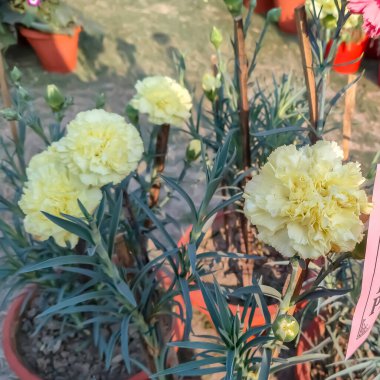 Her yıl Delhi NCR 'de düzenlenen Noida Çiçek Fuarı' nda gösterilen çok renkli güzel çiçekler, her yıl düzenlenen çiçek fuarında taze çiçekler ve yeşil bitkiler.