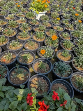 Her yıl Delhi NCR 'de düzenlenen Noida Çiçek Fuarı' nda gösterilen çok renkli güzel çiçekler, her yıl düzenlenen çiçek fuarında taze çiçekler ve yeşil bitkiler.