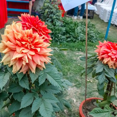 Her yıl Delhi NCR 'de düzenlenen Noida Çiçek Fuarı' nda gösterilen çok renkli güzel çiçekler, her yıl düzenlenen çiçek fuarında taze çiçekler ve yeşil bitkiler.