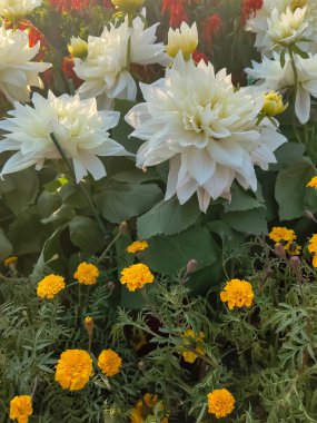 Her yıl Delhi NCR 'de düzenlenen Noida Çiçek Fuarı' nda gösterilen çok renkli güzel çiçekler, her yıl düzenlenen çiçek fuarında taze çiçekler ve yeşil bitkiler.