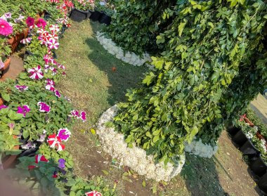 Her yıl Delhi NCR 'de düzenlenen Noida Çiçek Fuarı' nda gösterilen çok renkli güzel çiçekler, her yıl düzenlenen çiçek fuarında taze çiçekler ve yeşil bitkiler.