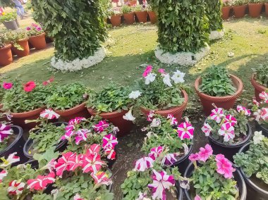Her yıl Delhi NCR 'de düzenlenen Noida Çiçek Fuarı' nda gösterilen çok renkli güzel çiçekler, her yıl düzenlenen çiçek fuarında taze çiçekler ve yeşil bitkiler.