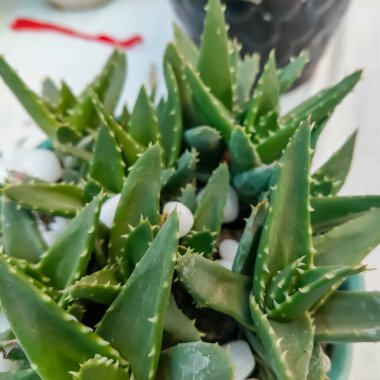 Her yıl Delhi NCR 'de düzenlenen Noida Çiçek Fuarı' nda sergilenen güzel yeşil bitkiler yıllık çiçek fuarında taze yeşil bitkiler.