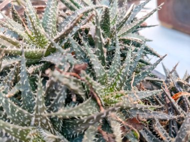 Her yıl Delhi NCR 'de düzenlenen Noida Çiçek Fuarı' nda sergilenen güzel yeşil bitkiler yıllık çiçek fuarında taze yeşil bitkiler.