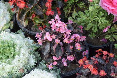 Her yıl Delhi NCR 'de düzenlenen Noida Çiçek Fuarı' nda gösterilen çok renkli güzel çiçekler, her yıl düzenlenen çiçek fuarında taze çiçekler ve yeşil bitkiler.