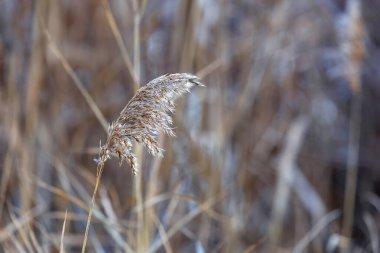 Phragmitler - güzel bir bokeh ile bir göletin kıyısında büyüyen kuru sazlıklar.