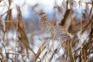 Phragmitler - güzel bir bokeh ile bir göletin kıyısında büyüyen kuru sazlıklar.