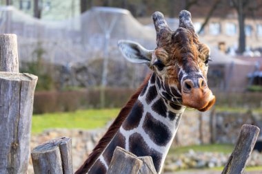 Zürafa camelopardalis camelopardalis - arka planda bir zürafanın kafasının yakın çekimi.