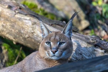 Caracal Caracal - muhteşem bir kedinin kafası ağaç gövdeleri arasında güzel bir ışıkta.