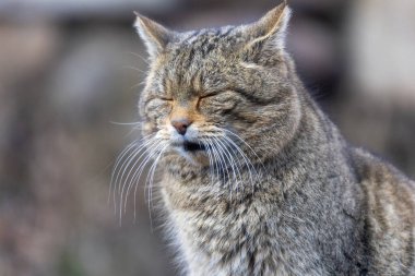 Yaban kedisi gözleri kapalı oturuyor.