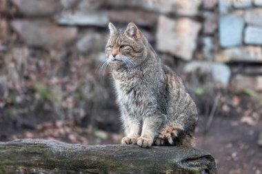 Felis Silvestris, ağaç gövdesinde oturan ve avını arayan bir kedi. Güzel bokeh