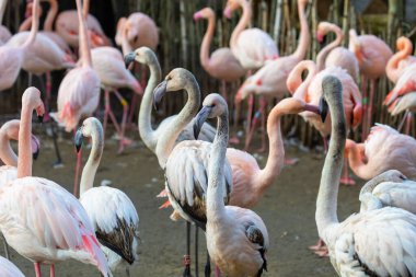 Pembe flamingo sürüsü birbirine yakın duruyor..