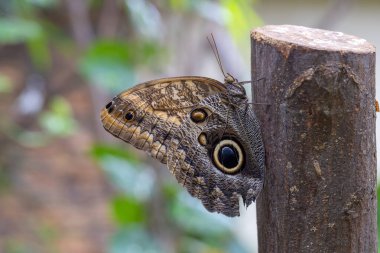 Morpho Peleides, yeşil bir yaprağın üzerinde oturan güzel mavi bir kelebek.