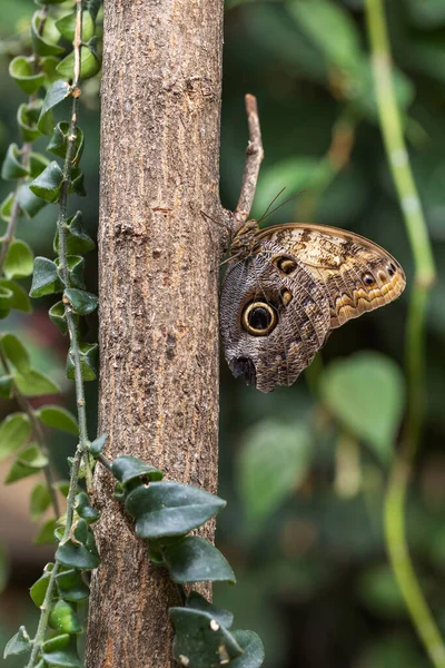 Morpho peleides - a beautiful blue butterfly with an eye on the wing, sitting on a tree trunk.