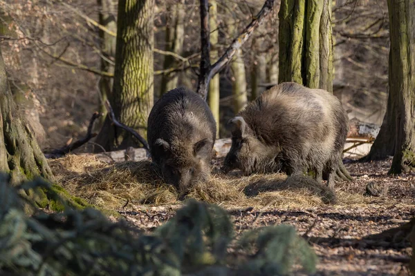 Wild pig - two pigs standing in the forest among the trees and looking for food.